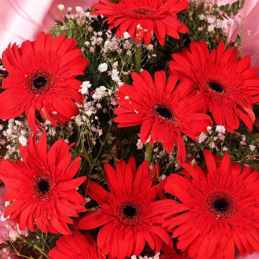 Red Elegance Gerbera Bunch view 1