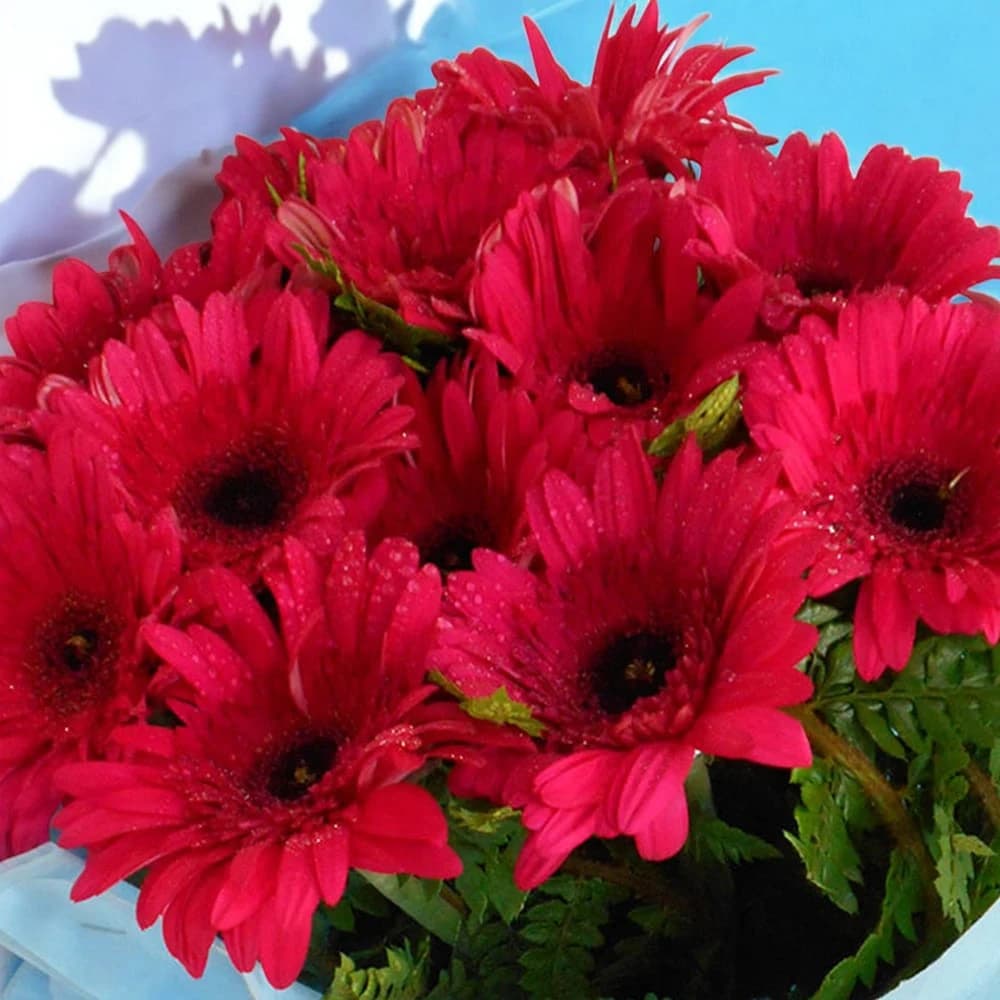 Serene Beauty A bunch of Pink Gerbera flowers view 1