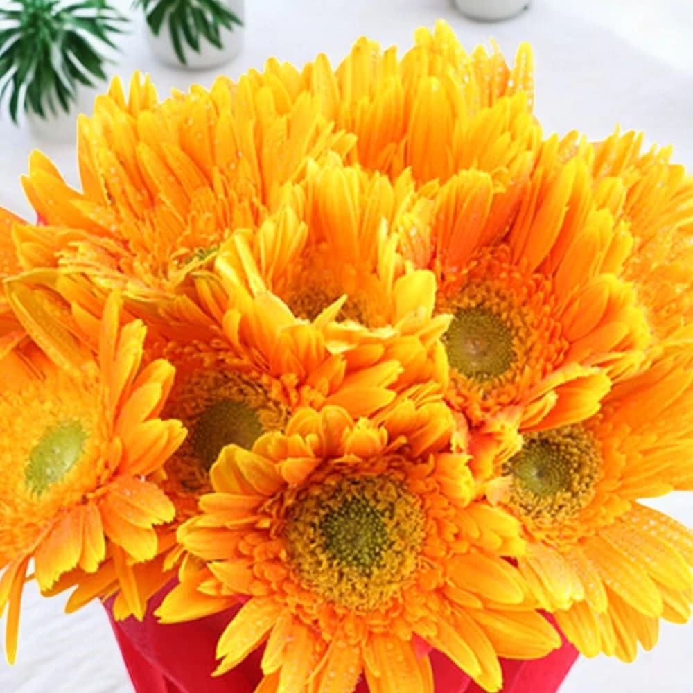 Sunny Delight view 1