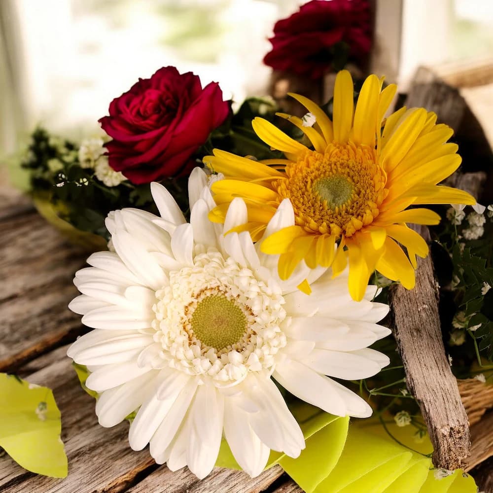 Fantasy Mix Gerbera view 1