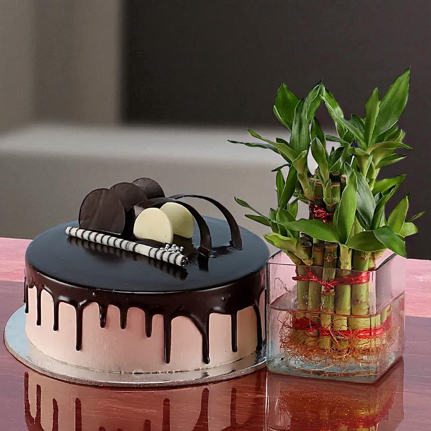 2 Layer Bamboo & Eggless Chocolate Cake