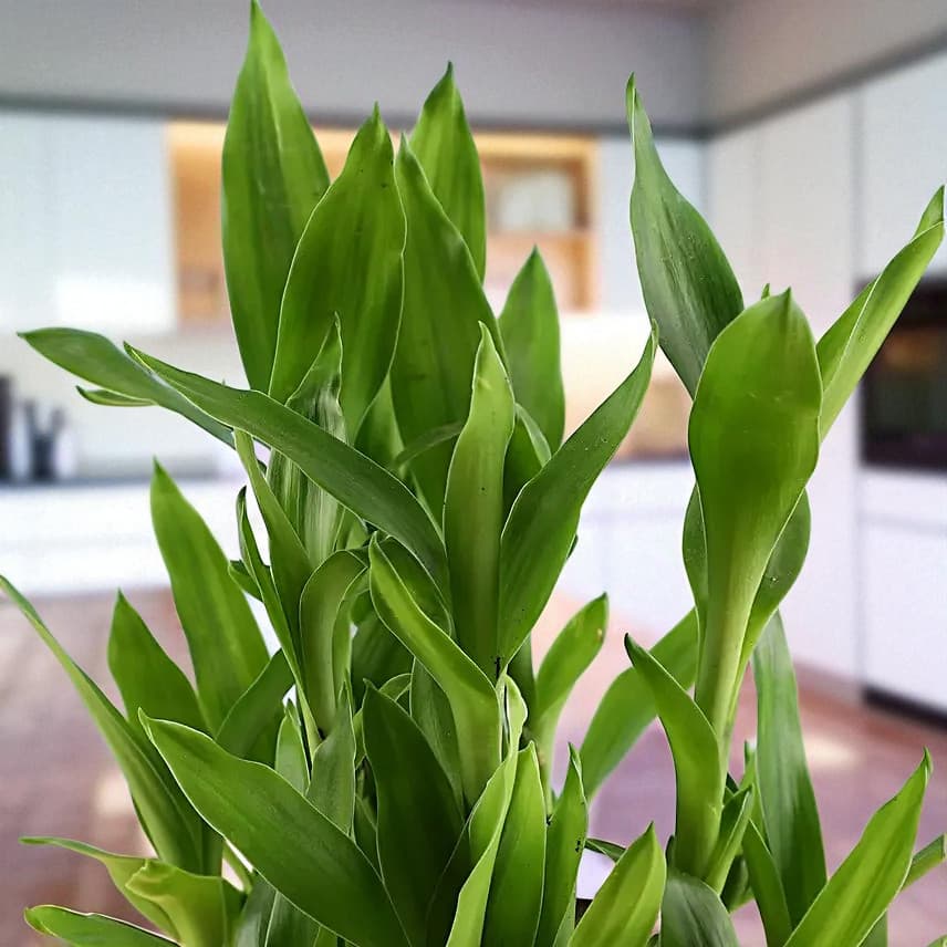 2 Layer Bamboo & Eggless Chocolate Cake view 3