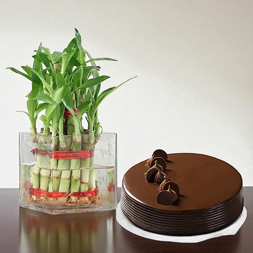 Lucky Bamboo Truffle Cake Combo