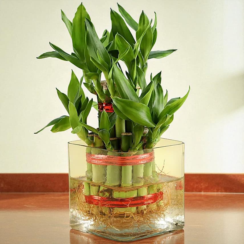 Lucky Bamboo Truffle Cake Combo view 1