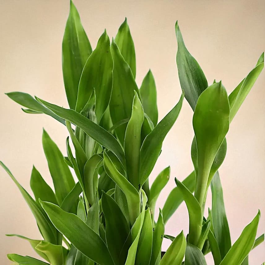 Lucky Bamboo Truffle Cake Combo view 2