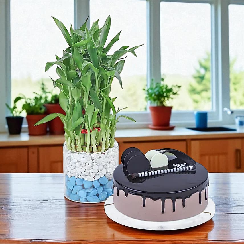 Chocolate Oasis with Bamboo Serenade