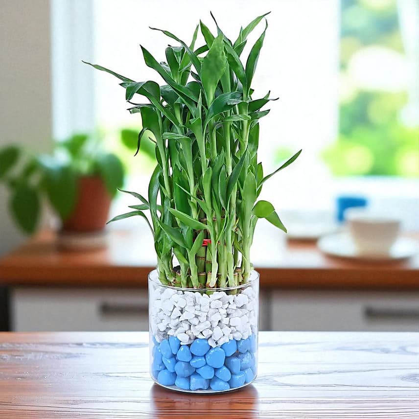 Chocolate Oasis with Bamboo Serenade view 1