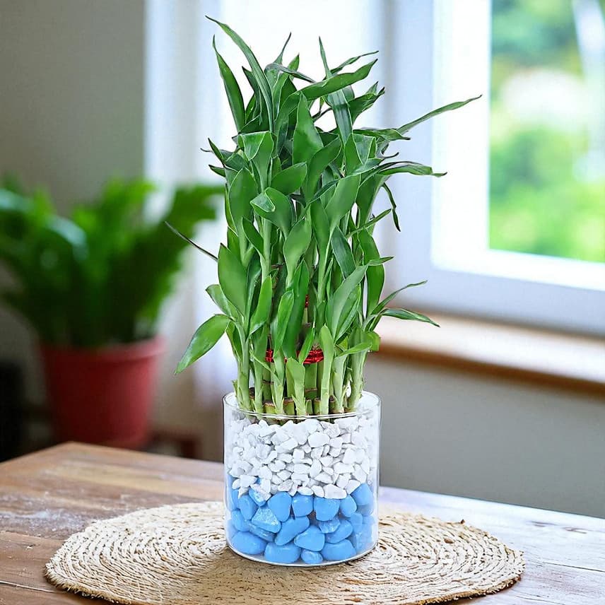 Chocolate Oasis with Bamboo Serenade view 3