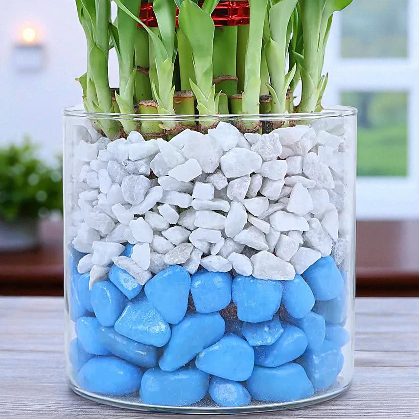 Chocolate Oasis with Bamboo Serenade view 4