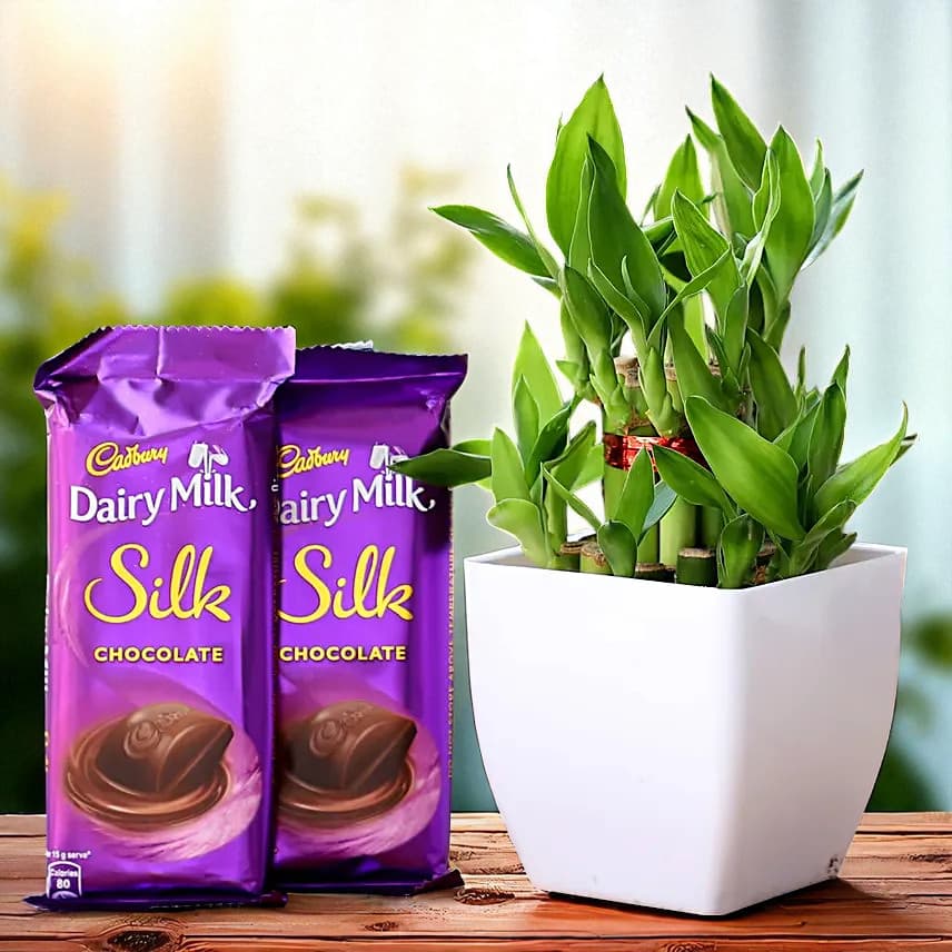 2 Layer Bamboo Plant & Dairy Milk Silk Chocolates