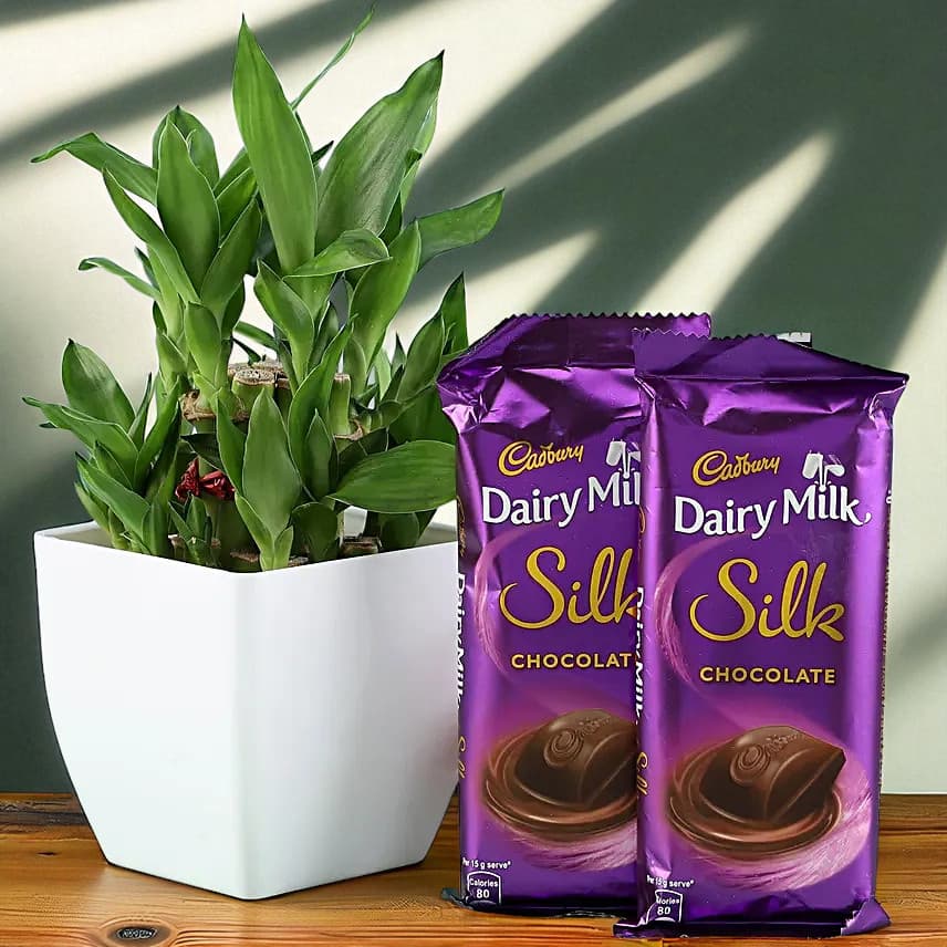 2 Layer Bamboo Plant & Dairy Milk Silk Chocolates view 1