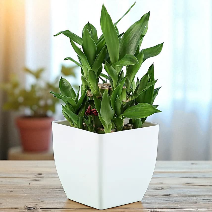 2 Layer Bamboo Plant & Dairy Milk Silk Chocolates view 2