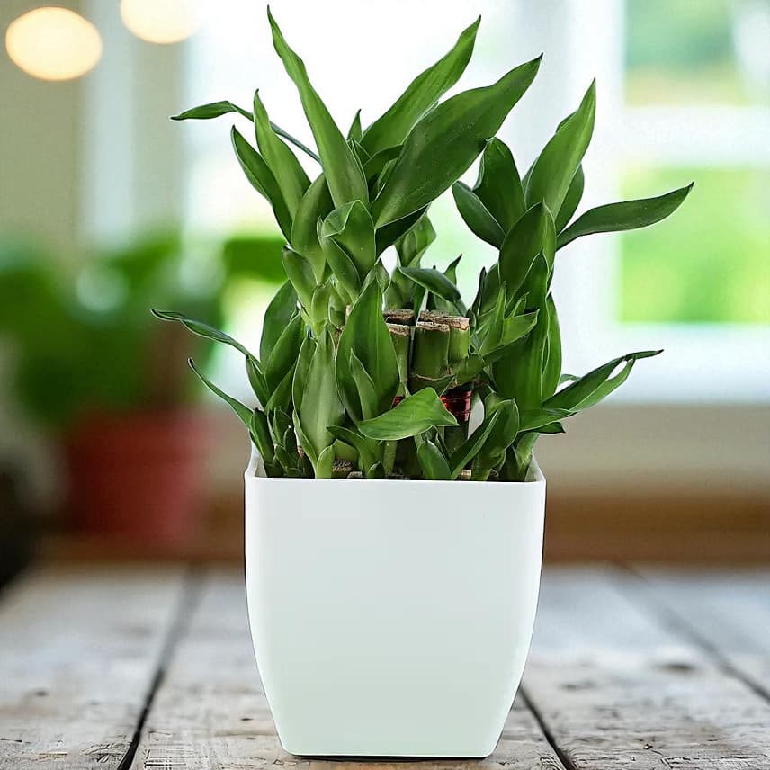 2 Layer Bamboo Plant & Dairy Milk Silk Chocolates view 4