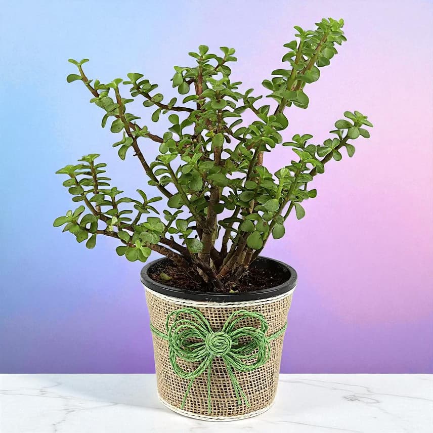 Jade Plant & Red Rose Bouquet view 3