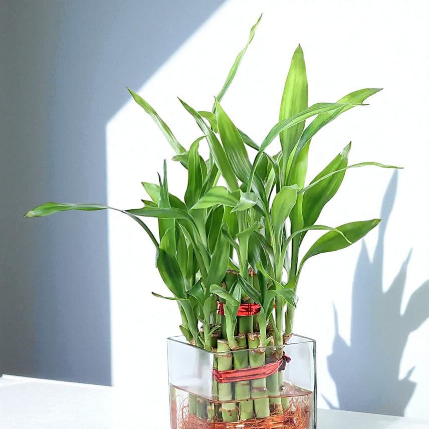Bringing Good Luck 2 Layer Bamboo Plant