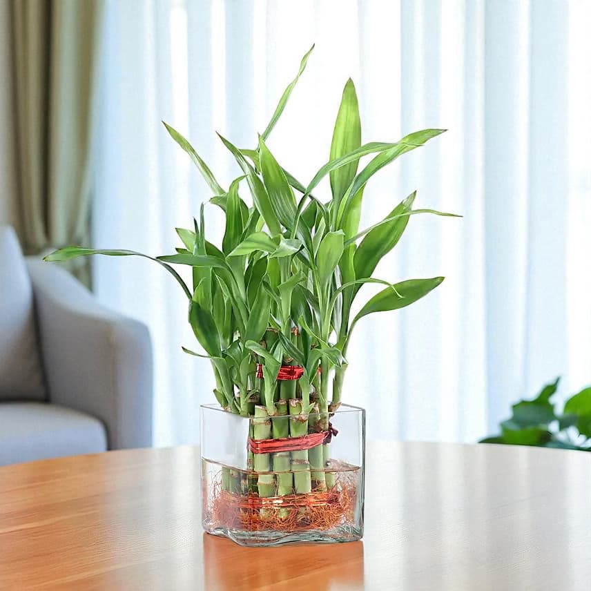 Bringing Good Luck 2 Layer Bamboo Plant view 1
