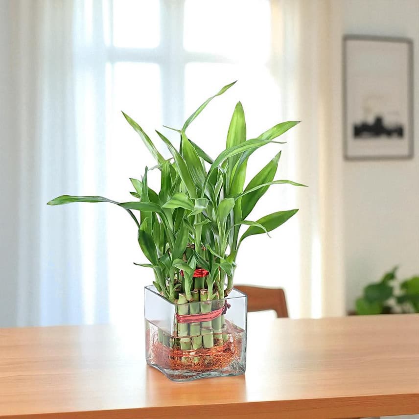 Bringing Good Luck 2 Layer Bamboo Plant view 2