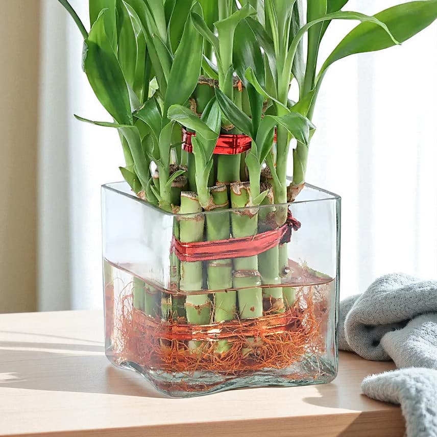 Bringing Good Luck 2 Layer Bamboo Plant view 3
