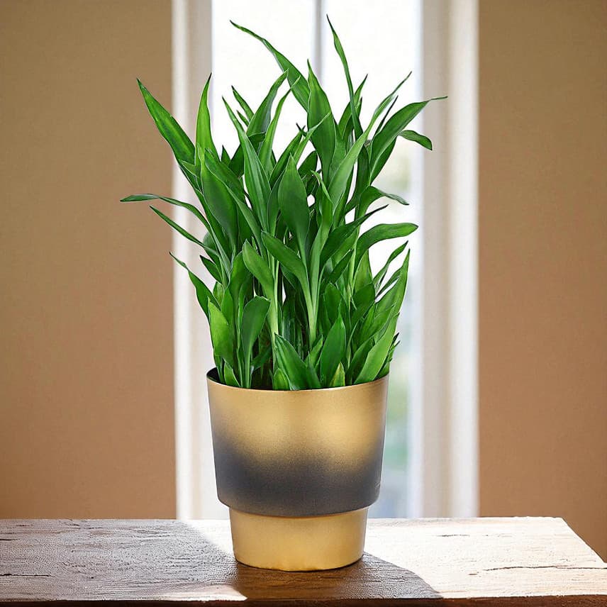 Lucky Bamboo Plant In Golden Touch Pot