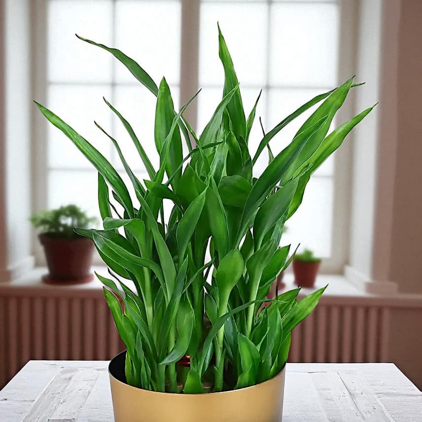 Lucky Bamboo Plant In Golden Touch Pot view 1