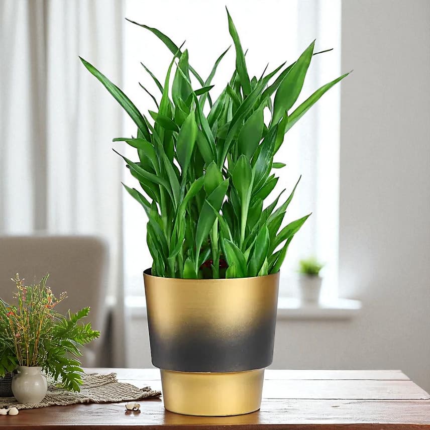 Lucky Bamboo Plant In Golden Touch Pot view 2