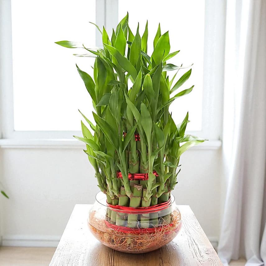 3 Layer Lucky Bamboo Plant