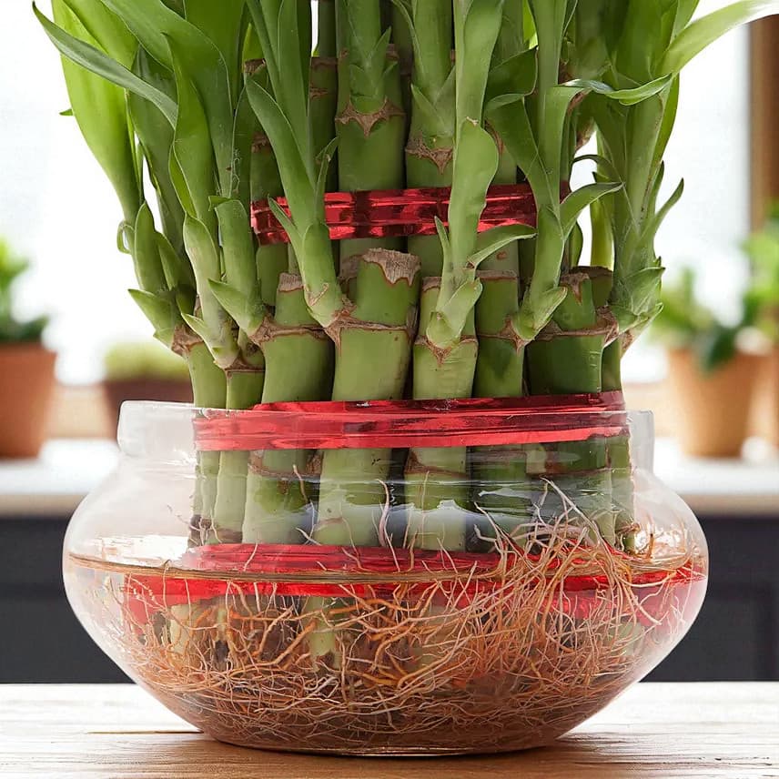 3 Layer Lucky Bamboo Plant view 1