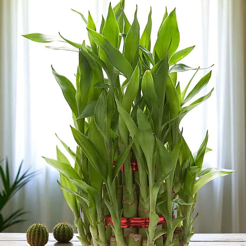 3 Layer Lucky Bamboo Plant view 2