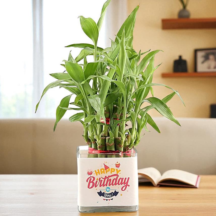 Two Layer Lucky Bamboo In Happy Birthday Glass Vase