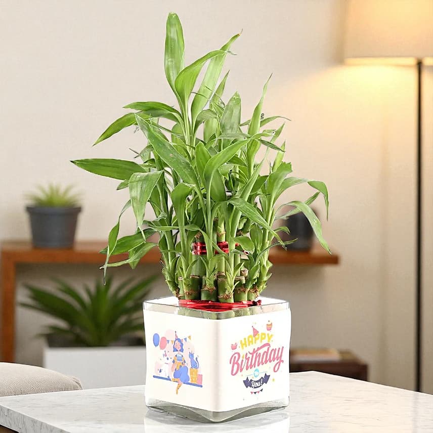 Two Layer Lucky Bamboo In Happy Birthday Glass Vase view 2
