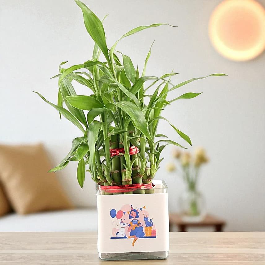 Two Layer Lucky Bamboo In Happy Birthday Glass Vase view 3