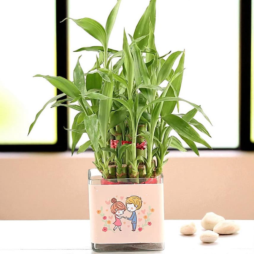 Two Layer Bamboo Plant Anniversary Greetings view 1