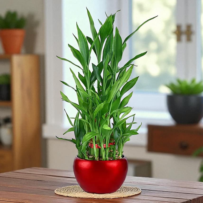 Lucky Bamboo Plant In Rustic Red Pot