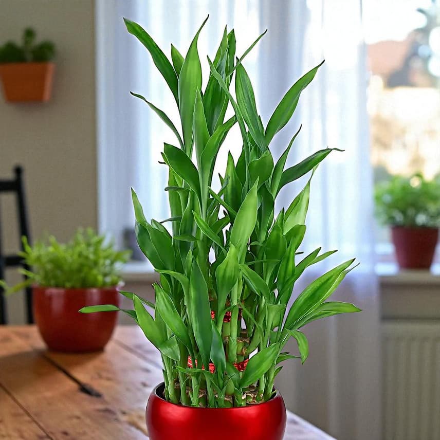 Lucky Bamboo Plant In Rustic Red Pot view 1