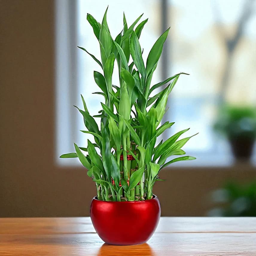 Lucky Bamboo Plant In Rustic Red Pot view 2