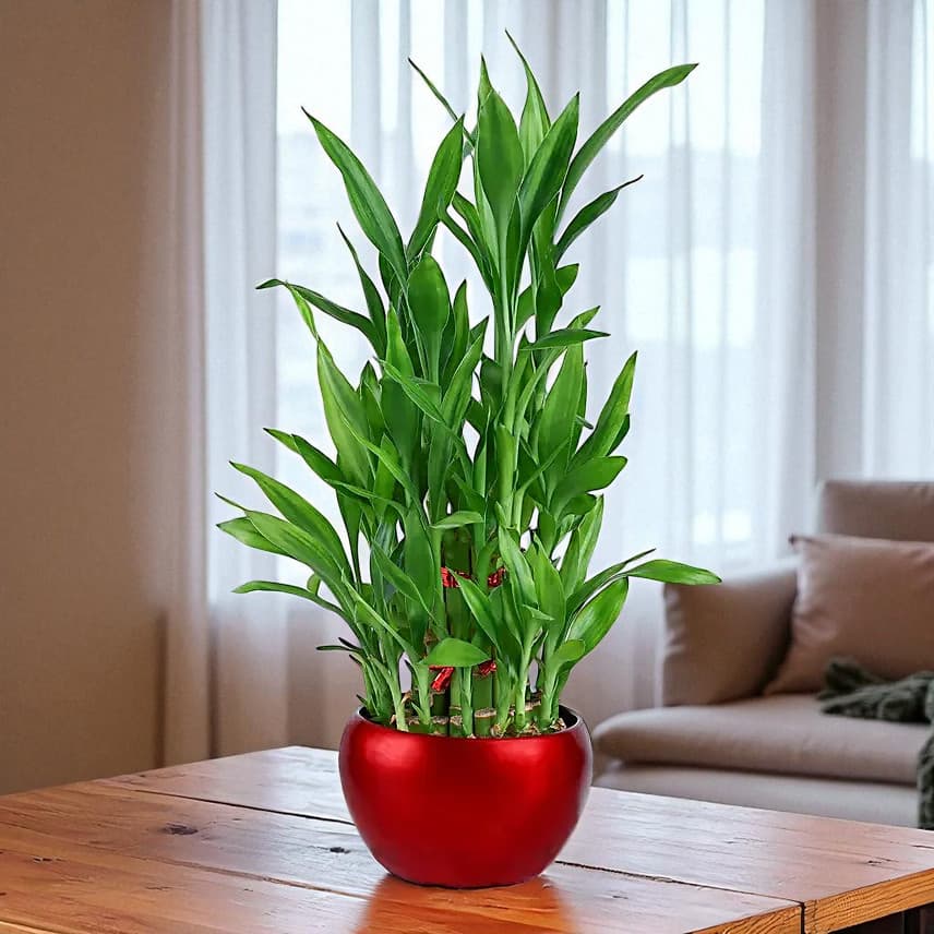 Lucky Bamboo Plant In Rustic Red Pot view 3