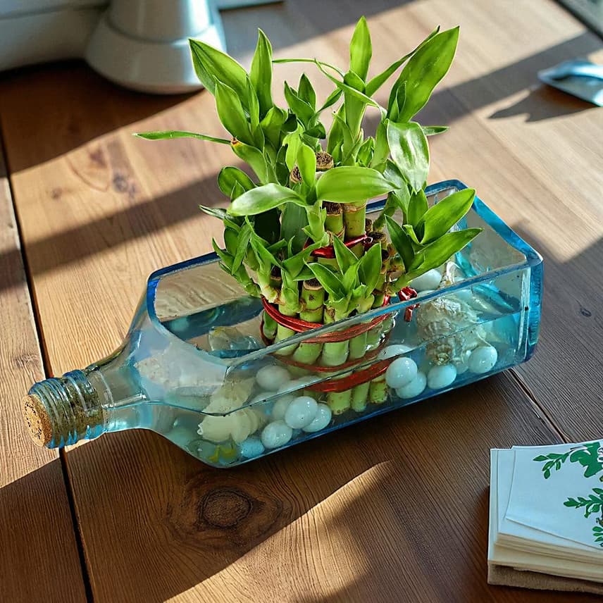 Lucky Bamboo Bombay Sapphire Bottle Planter
