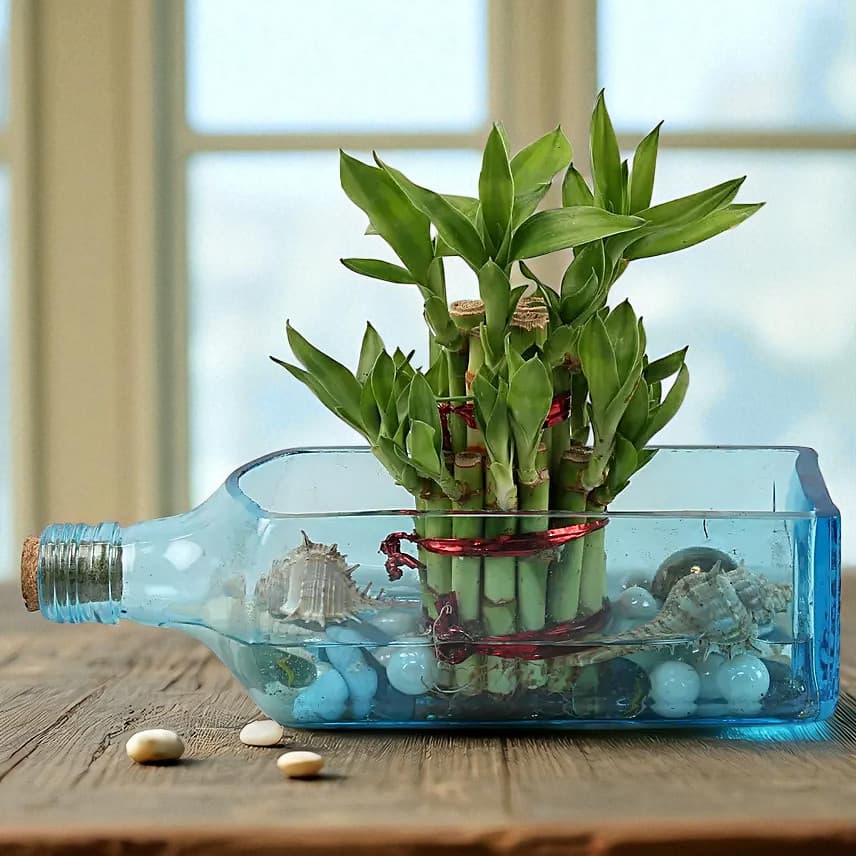Lucky Bamboo Bombay Sapphire Bottle Planter view 1