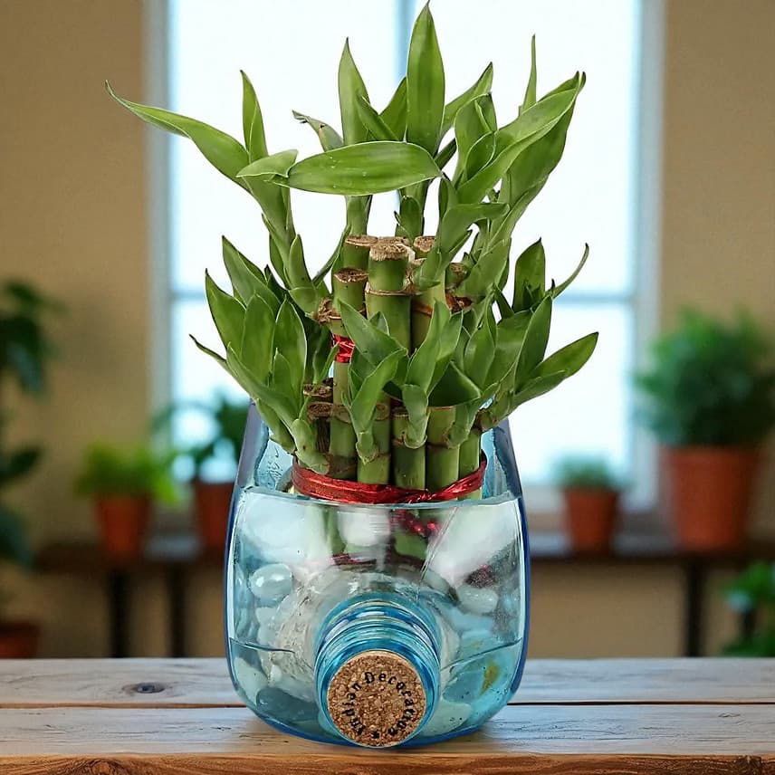 Lucky Bamboo Bombay Sapphire Bottle Planter view 3