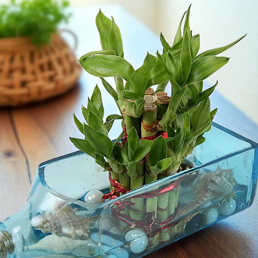 Lucky Bamboo Bombay Sapphire Bottle Planter view 4