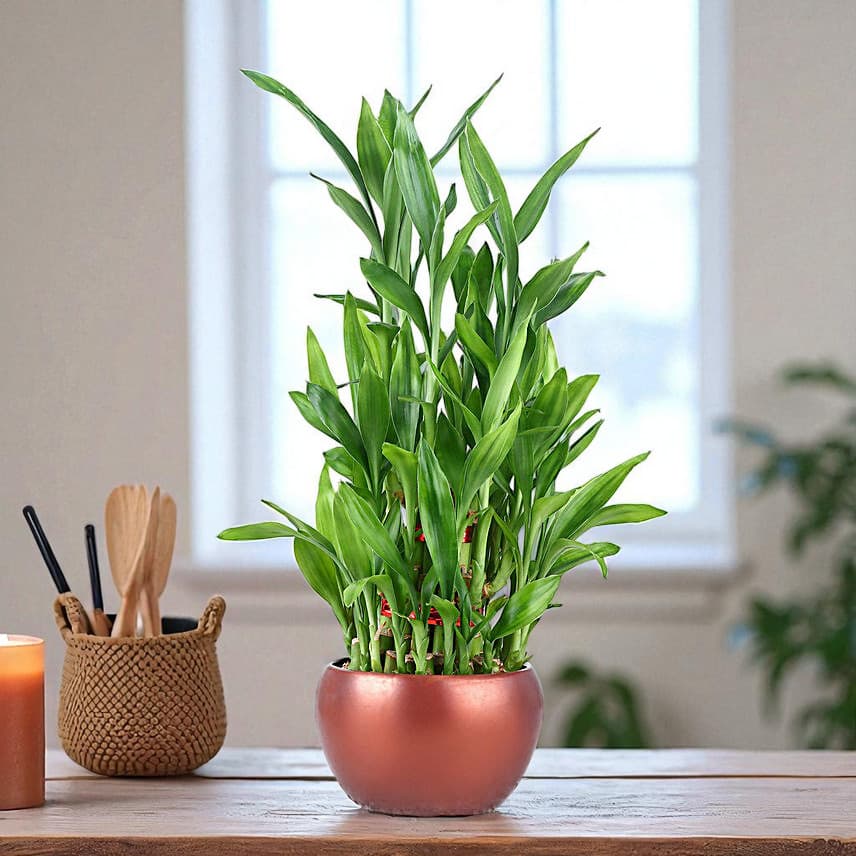 Lucky Bamboo Trio