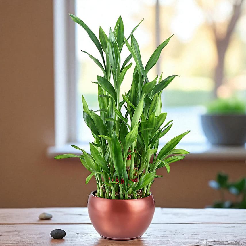Lucky Bamboo Trio view 1