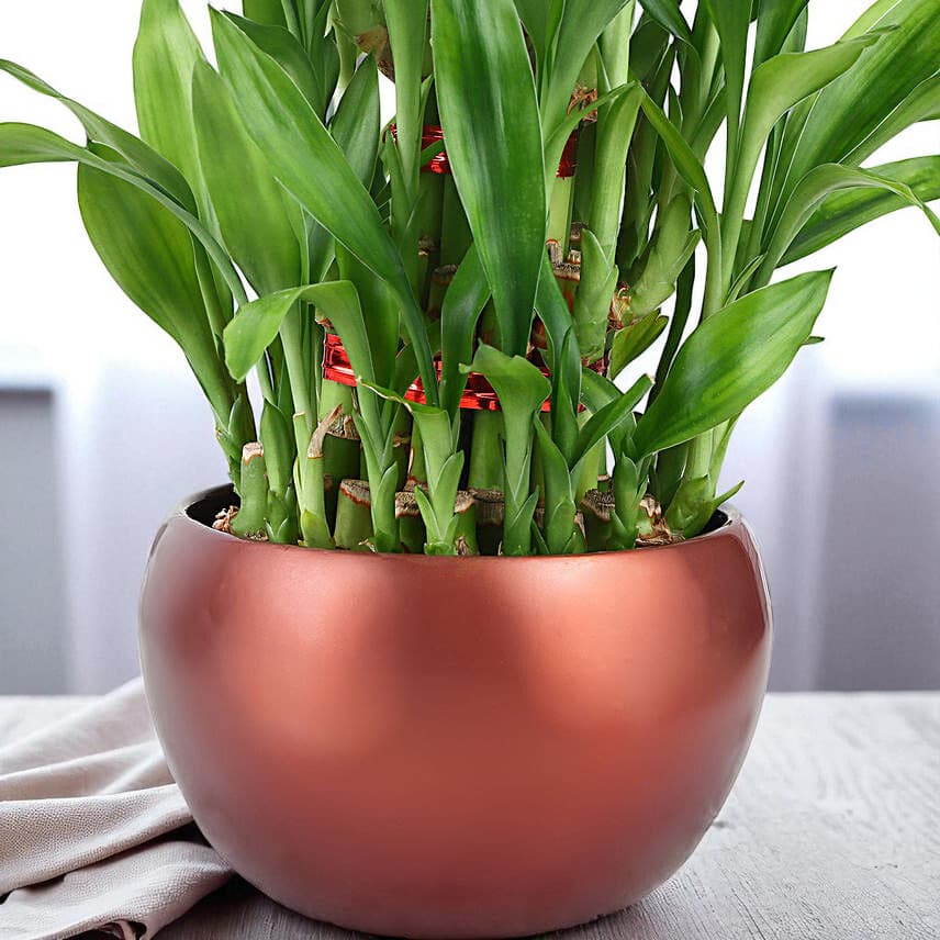 Lucky Bamboo Trio view 2