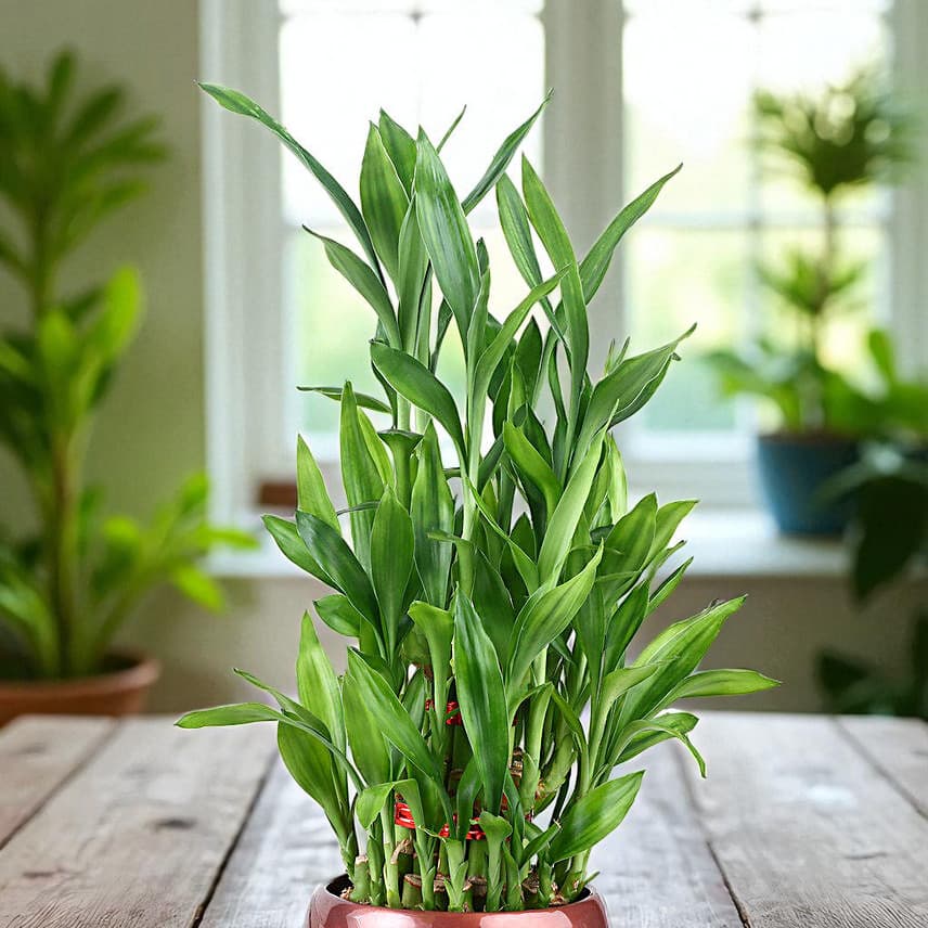 Lucky Bamboo Trio view 3