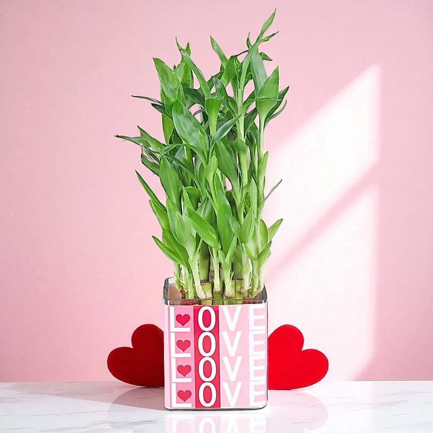 Bamboo Plant Whispers of Love view 2