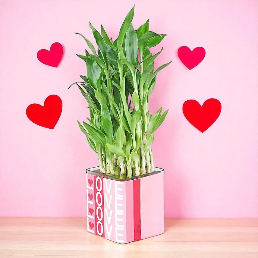Bamboo Plant Whispers of Love view 3