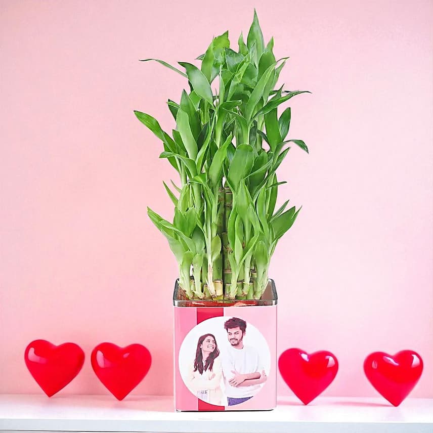 Bamboo Plant Whispers of Love view 4