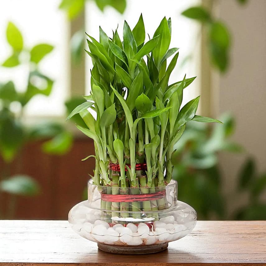 Three Layer Bamboo Good Luck Terrarium