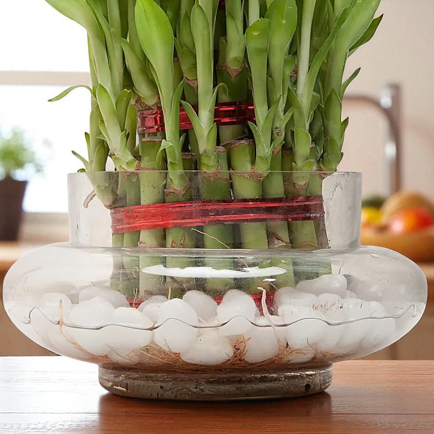 Three Layer Bamboo Good Luck Terrarium view 1
