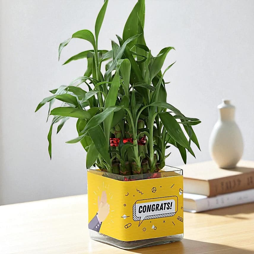 Two Layer Lucky Bamboo Plant For Congratulations